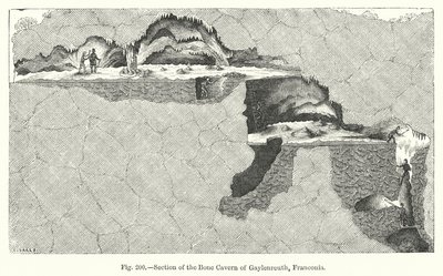 Sección de la caverna ósea de Gaylenreuth, Franconia de English School
