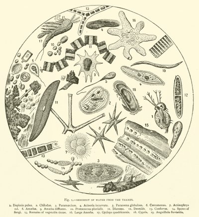 Sedimento de Agua del Támesis (grabado) de English School