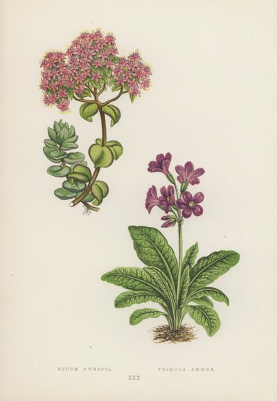 Sedum Ewersii; Primula Amoena (litografía en color) de English School