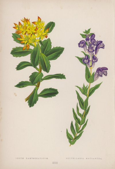 Sedum Kamtschaticum; Scutellaria Macrantha (litografía en color) de English School