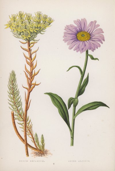 Sedum Reflexum; Aster Alpinus (litografía en color) de English School