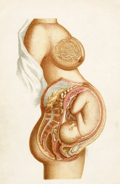 Sección semi-diagramática de un embarazo a término completo mostrando la posición del feto en el útero, del Manual de Enfermería Obstétrica, publicado en 1889 de English School