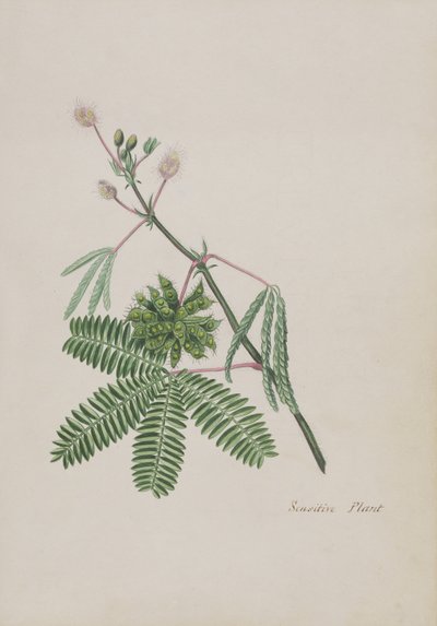 Planta Sensible, ilustración de un Álbum de Poemas, Dibujos a Lápiz y Acuarelas, c.1828 de English School