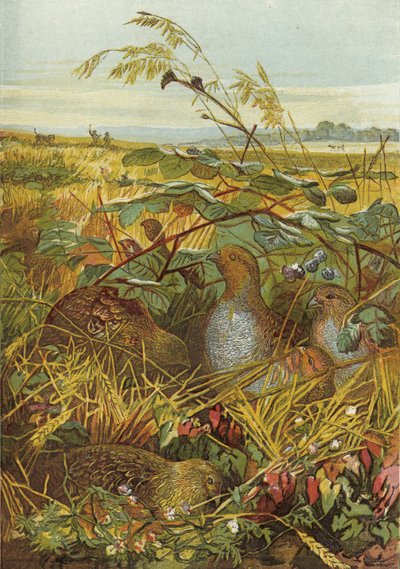 Septiembre y octubre, aves de caza de English School