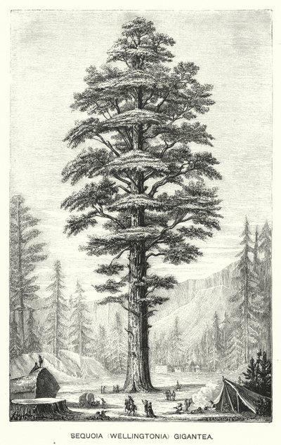 Sequoia (Wellingtonia) Gigantea (grabado) de English School