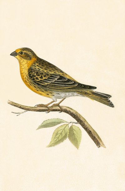 Serin Finch, ilustración de 