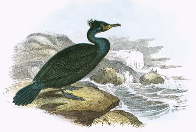 Cormorán de English School