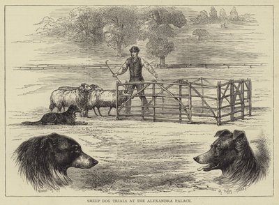 Pruebas de Perros Pastores en el Alexandra Palace de English School