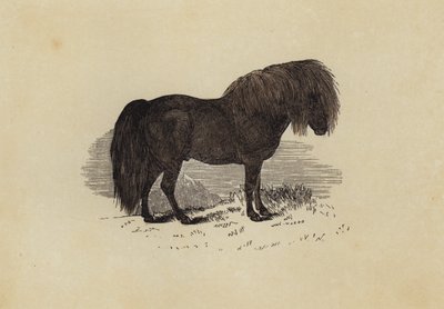 Poni de Shetland de English School