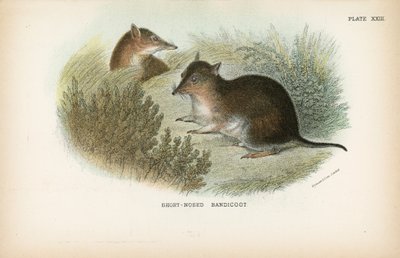 Bandicut de nariz corta de English School