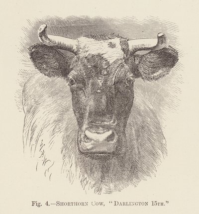 Vaca Shorthorn, "Darlington 15th" (grabado) de English School