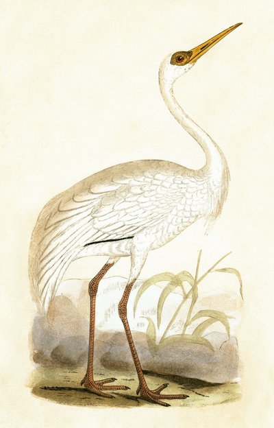 Grulla Siberiana, ilustración de 