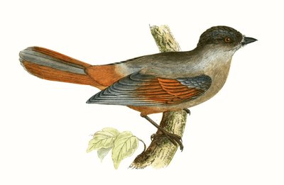 Arrendajo siberiano, ilustración de 