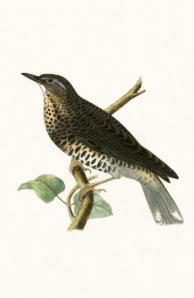Zorzal Siberiano, ilustración de 