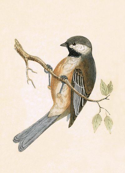 Herrerillo siberiano, ilustración de 
