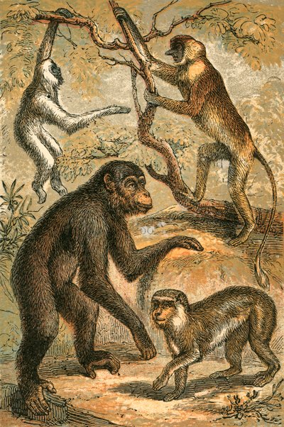 Gibón plateado, mono narigudo, chimpancé y macaco de Berbería de English School