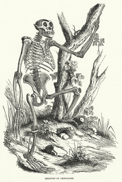 Esqueleto de Chimpancé (grabado) de English School