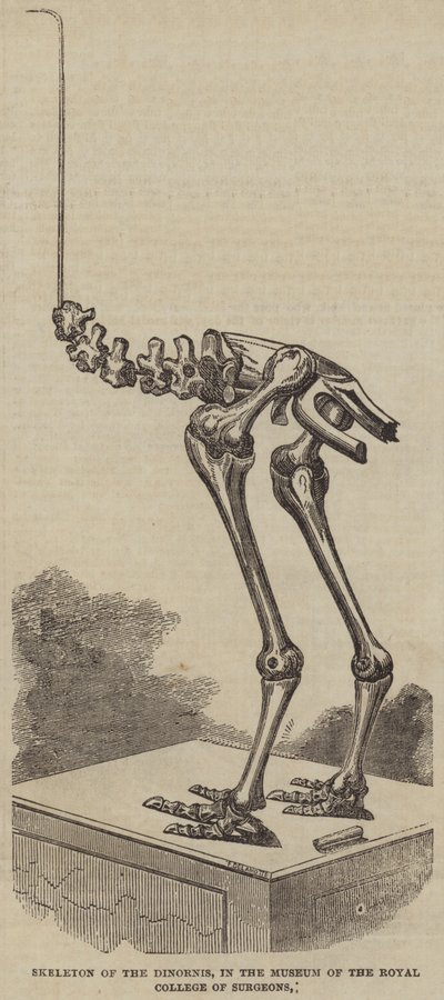 Esqueleto del Dinornis, en el Museo del Real Colegio de Cirujanos (grabado) de English School