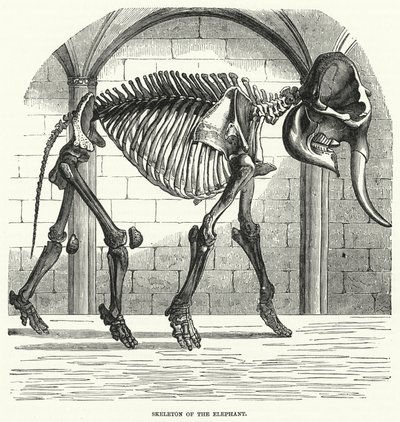 Esqueleto de elefante (grabado) de English School