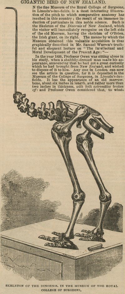 Esqueleto del dinornis, un ave gigante de Nueva Zelanda de English School