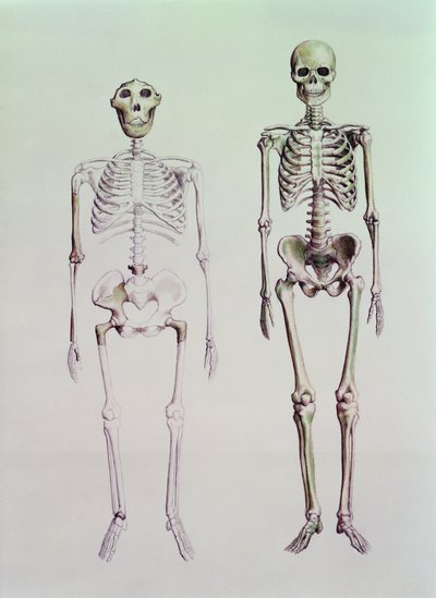 Esqueletos de Australopithecus Boisei y Homo Sapiens de English School
