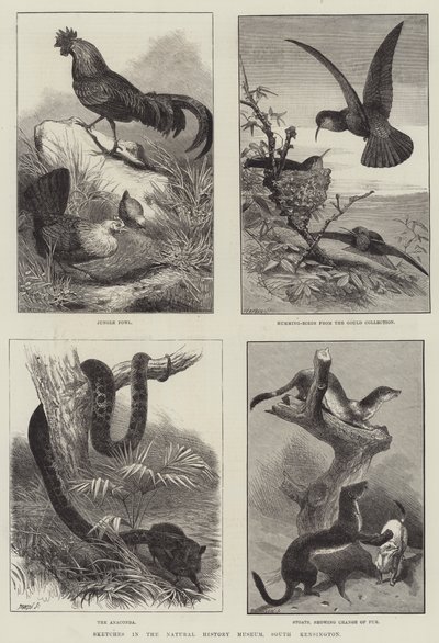 Bocetos en el Museo de Historia Natural, South Kensington (grabado) de English School