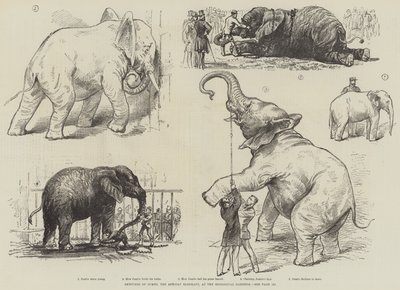 Bocetos de Jumbo, el Elefante Africano, en los Jardines Zoológicos de English School