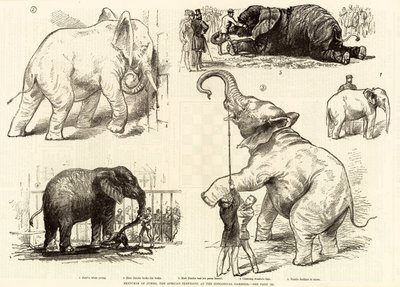 Bocetos de Jumbo, el elefante africano, en los Jardines Zoológicos de English School