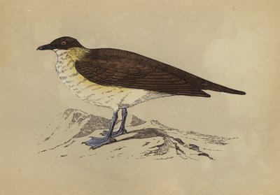 Skua (litografía en color) de English School