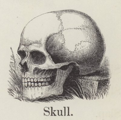 Calavera de English School