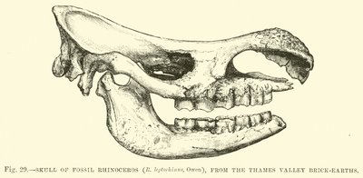 Cráneo de Rinoceronte Fósil (R leptorhinus, Owen), del Valle del Támesis de English School