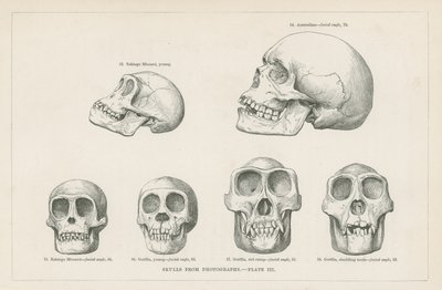Cráneos de fotografías de English School