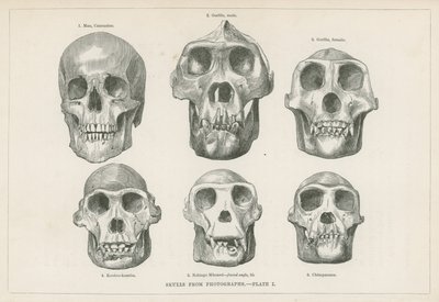 Cráneos de fotografías de English School