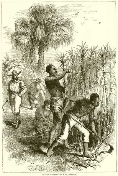 Esclavos trabajando en una plantación de English School