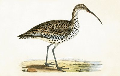 Zarapito Fino, ilustración de 