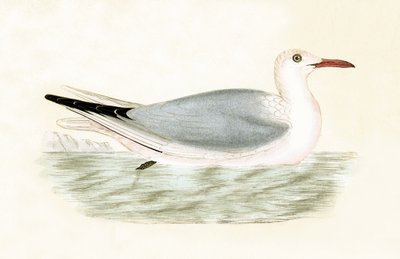 Gaviota de Pico Fino, ilustración de 