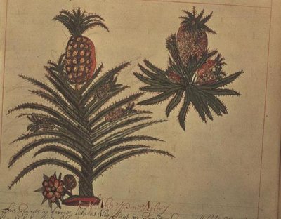 Sloane 4013 f.16v Árboles de piña de 