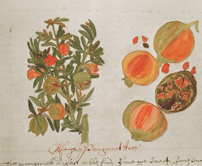 Sloane 4013 f.26 Granadas de 