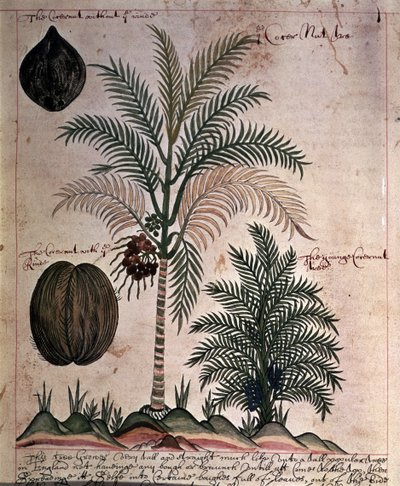 Sloane 4013 f.3 Palma de coco de 
