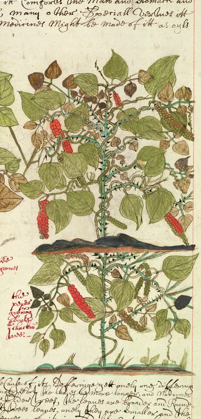 Sloane 4013 f.7 Det. Planta de pimiento de 
