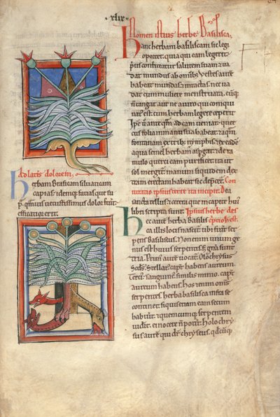 Sloane Ms 1975 fol.48 La basílica de las hierbas de English School