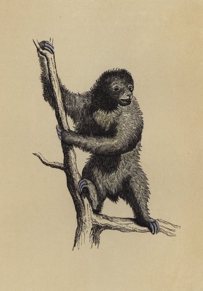 Perezoso de English School
