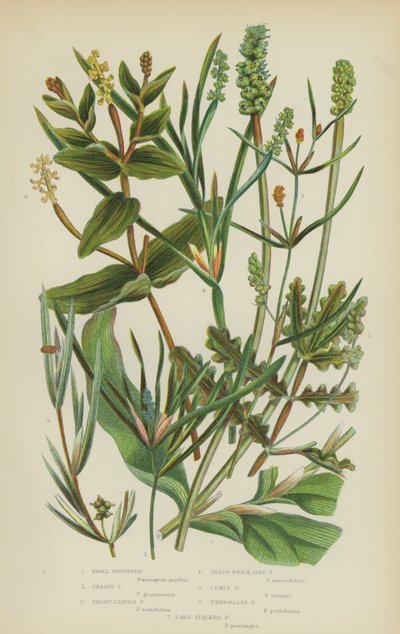 Pondweed pequeño, Grassy Pondweed, Sharp-Leaved Pondweed, Grass-Wrack-Like Pondweed, Curly Pondweed (litografía en color) de English School