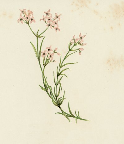 Asperula cynanchica (litografía en color) de English School