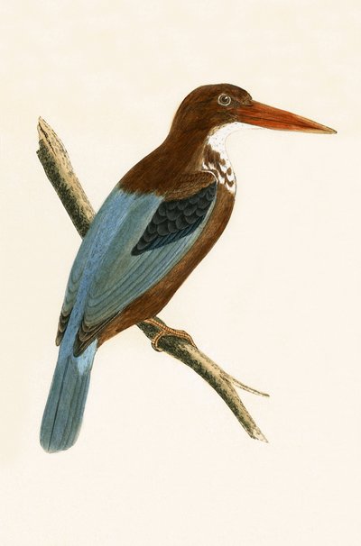 Martinete de Esmirna, ilustración de 