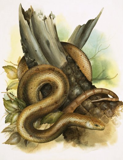 Serpiente de English School