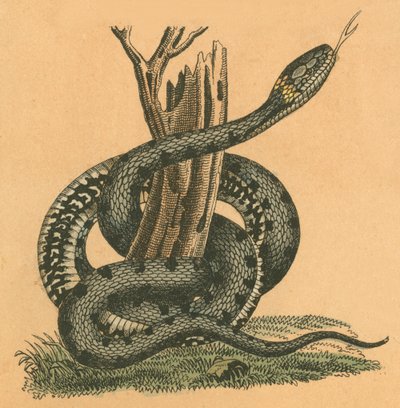 Serpiente de English School