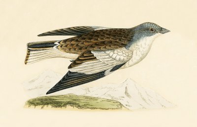 Pinzón de nieve, ilustración de 