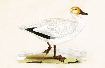 Ganso de las nieves, ilustración de 