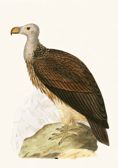 Buitre sociable, ilustración de 